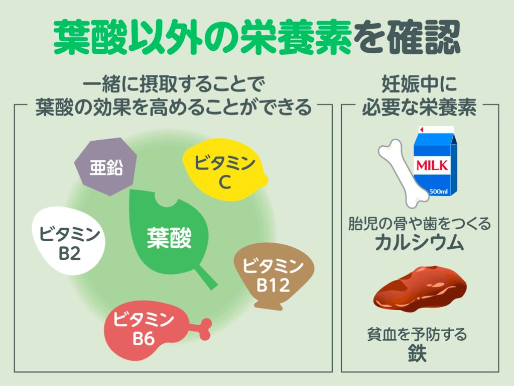 葉酸以外の栄養素の解説